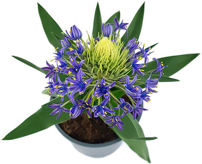 Scilla peruviana - peruanischer Blaustern - SALE ohne Blüten