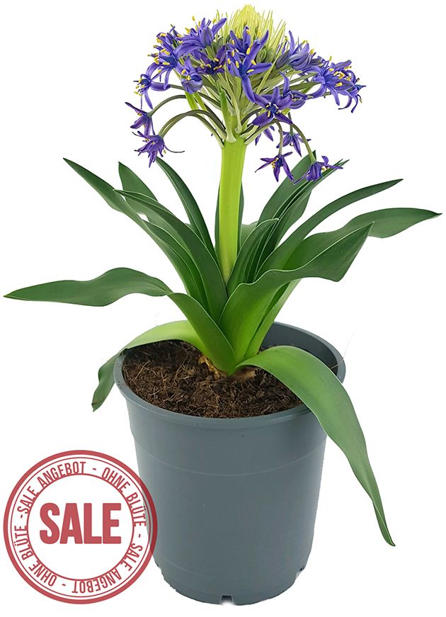 Scilla peruviana - peruanischer Blaustern - SALE ohne Blüten