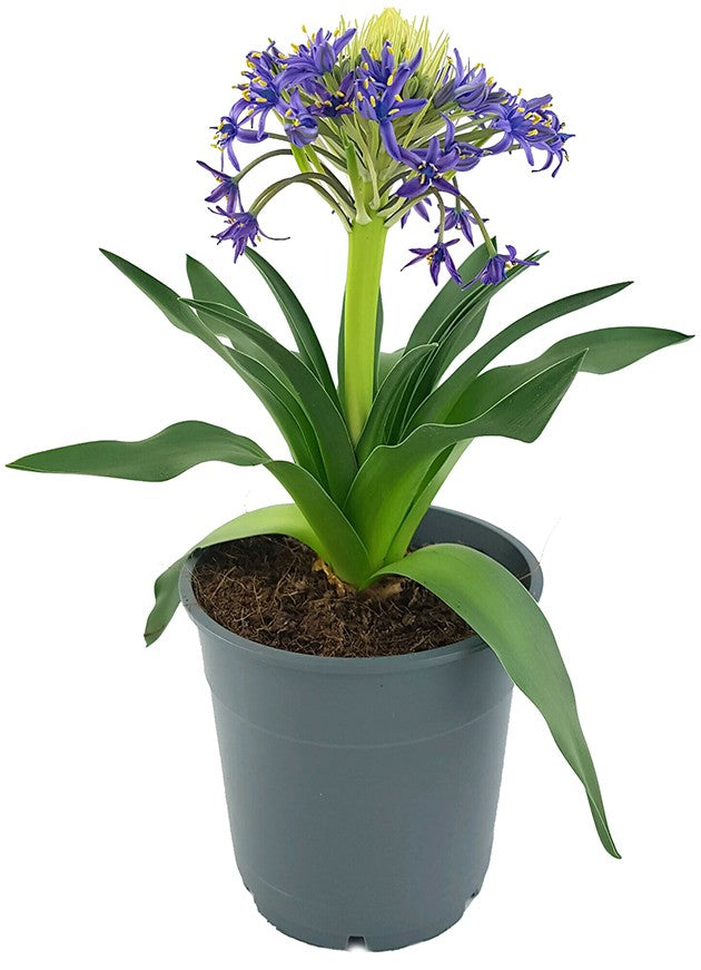 Scilla peruviana - peruanischer Blaustern