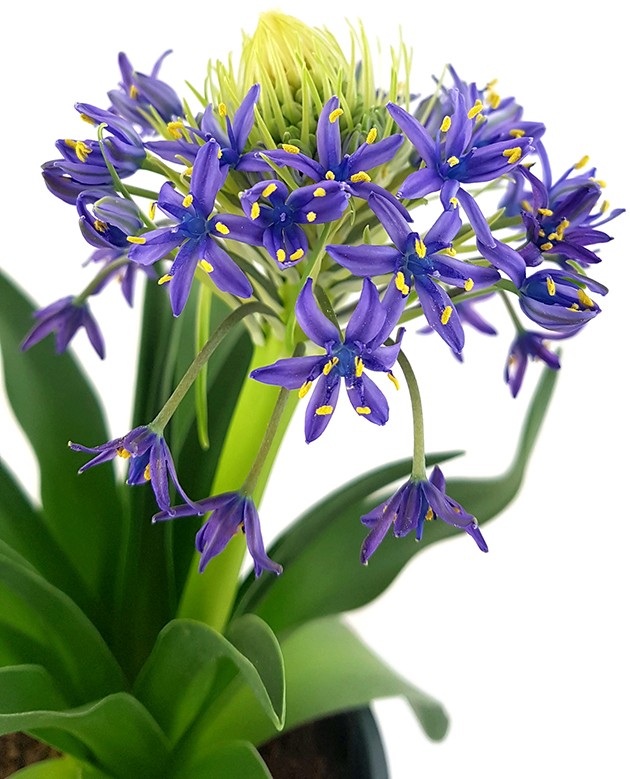 Scilla peruviana - peruanischer Blaustern - SALE ohne Blüten