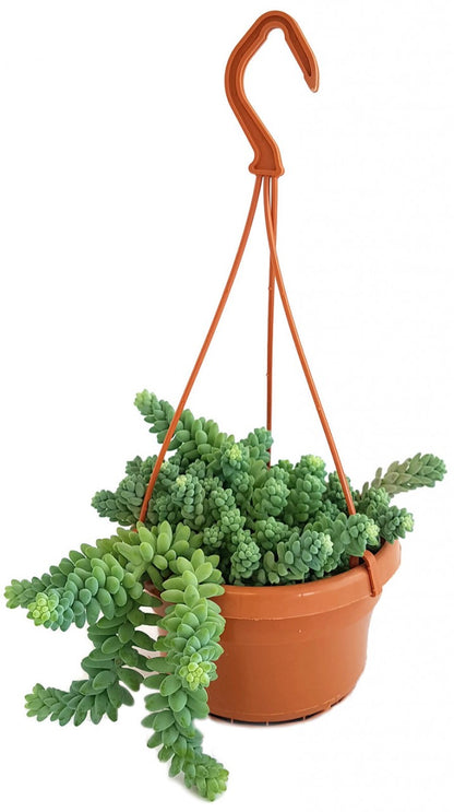 Sedum Morganianum Burro&