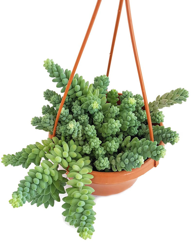 Sedum Morganianum Burro&