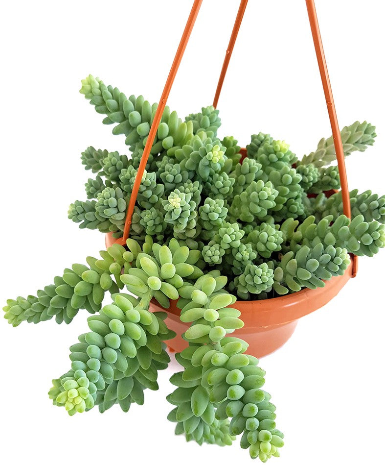 Sedum Morganianum Burro&