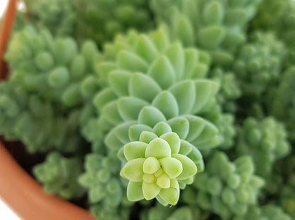 Sedum Morganianum Burro&