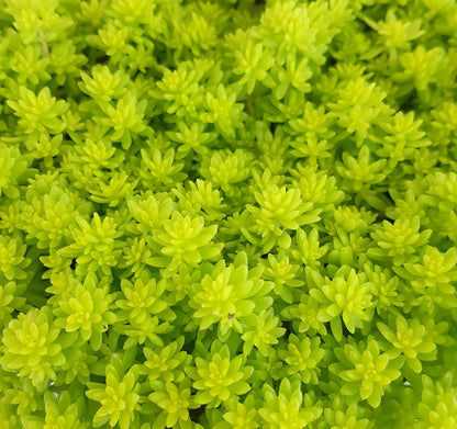 Sedum hispanicum &quot;Aureum&quot; - Mauerpfeffer