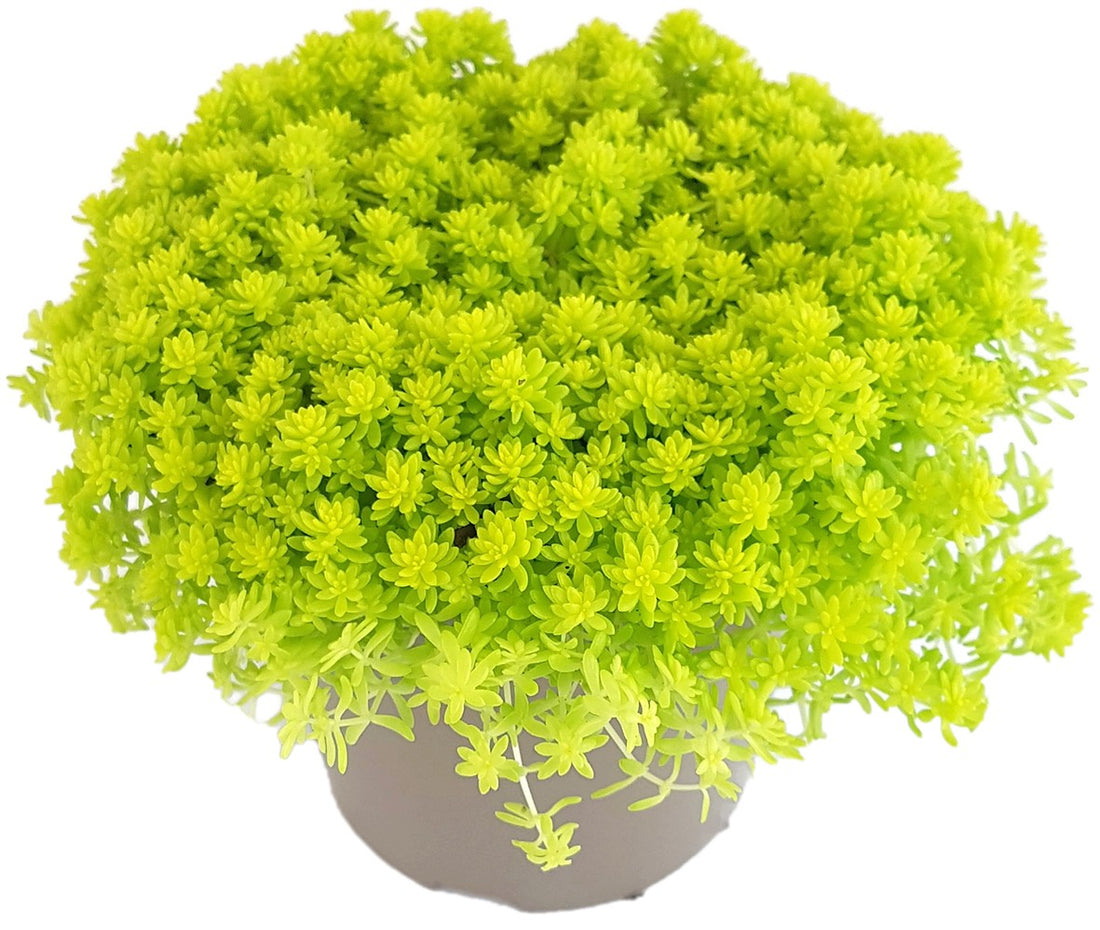 Sedum hispanicum &quot;Aureum&quot; - Mauerpfeffer