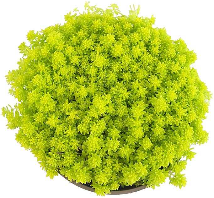 Sedum hispanicum &quot;Aureum&quot; - Mauerpfeffer