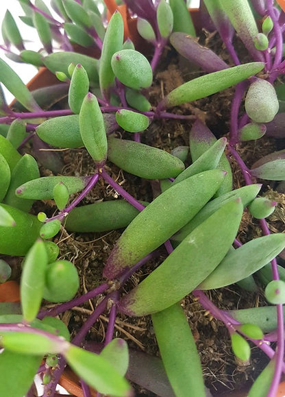 Senecio herreianus &quot;Purple Flush&quot; - violett-grüne Erbsenpflanze