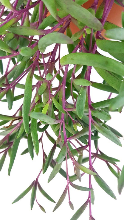 Senecio herreianus &quot;Purple Flush&quot; - violett-grüne Erbsenpflanze