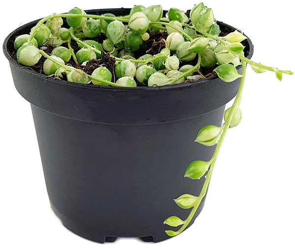 Senecio rowleyanus variegata