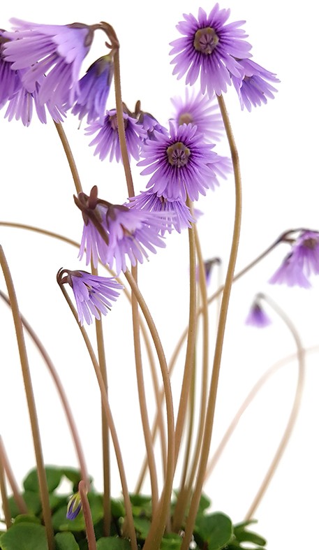 Soldanella "Spring Symphony" - Alpenglöckchen