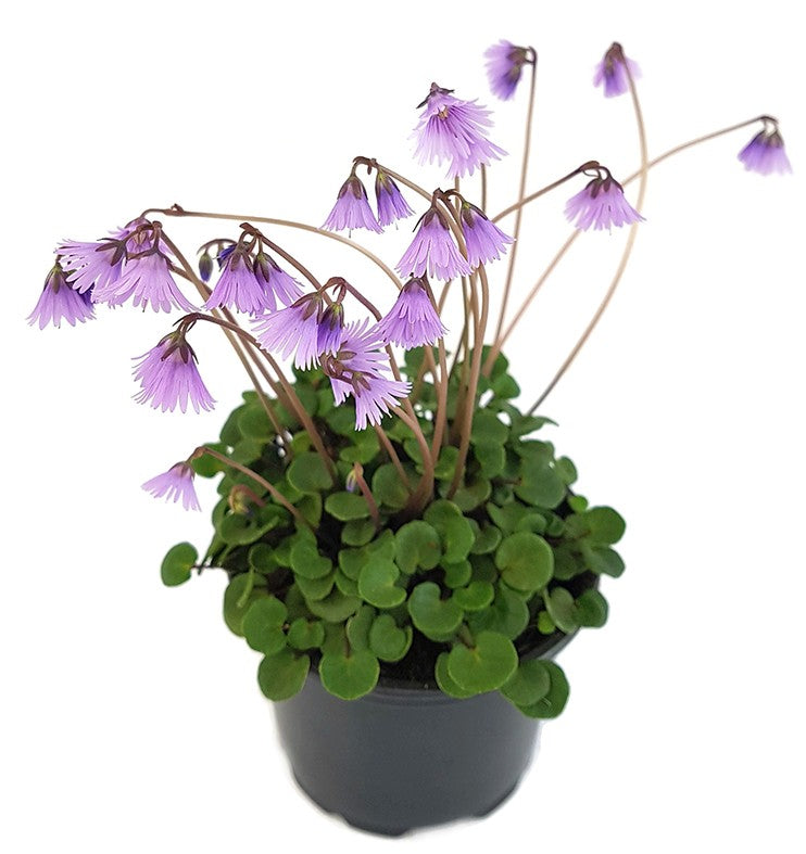 Soldanella "Spring Symphony" - Alpenglöckchen