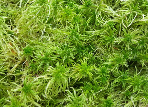 Sphagnum Moos (lebend)