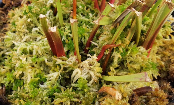 Sphagnum Moos (lebend)