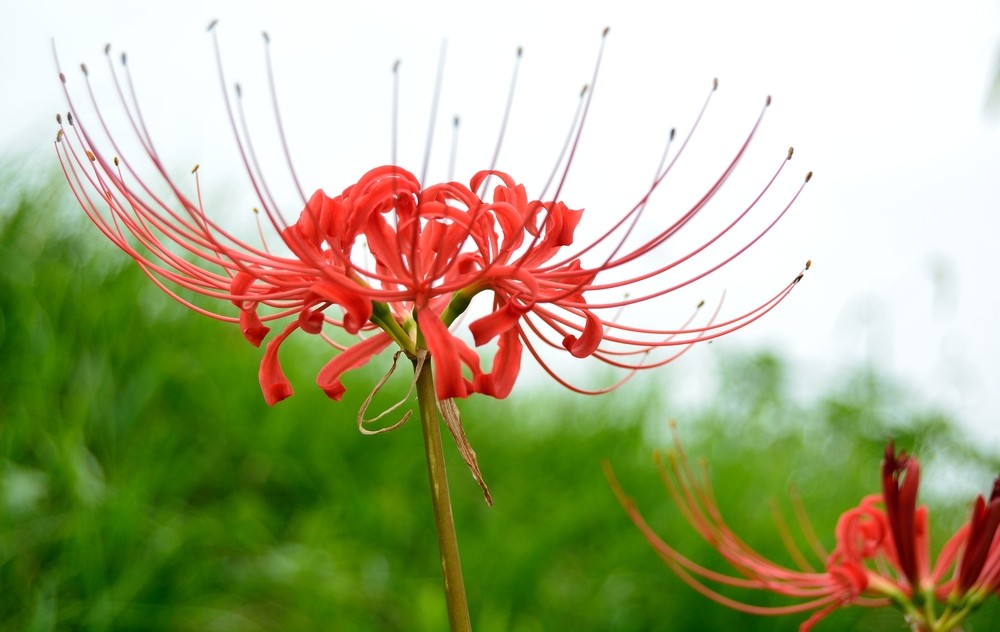 Lycoris radiata - Spinnenlilie - Blumenzwiebel