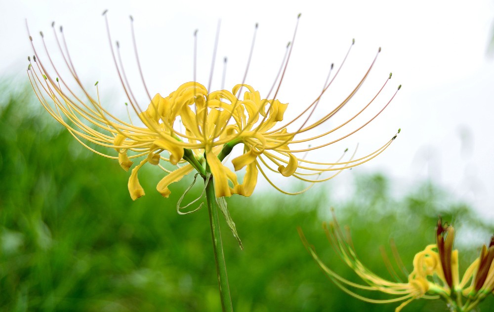 Lycoris aurea - Goldene Spider-Lilie