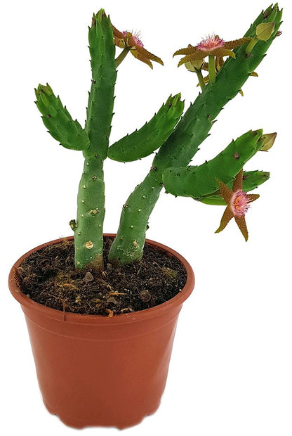 Stapelia flavopurpurea - Aasblume