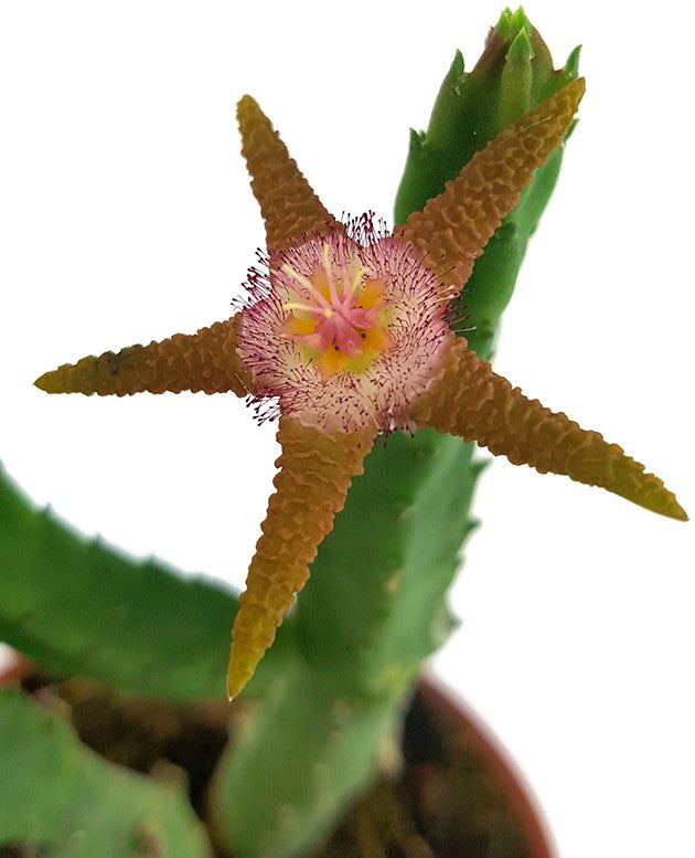 Stapelia flavopurpurea - Aasblume