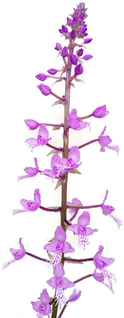 Stenoglottis longifolia - Orchidee