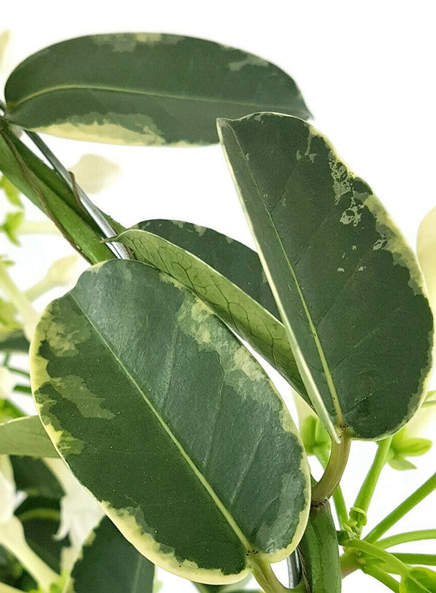 Stephanotis floribunda "variegata" - seltene Kranzschlinge