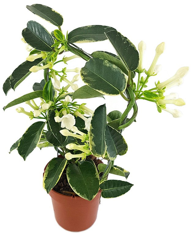 Stephanotis floribunda "variegata" - seltene Kranzschlinge