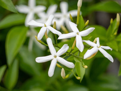 Trachelospermum jasminoides - Sternjasmin