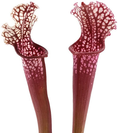 Sarracenia X Stevensii