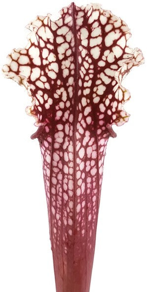 Sarracenia X Stevensii