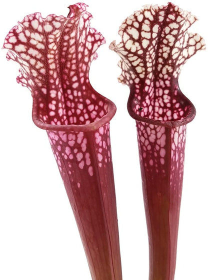 Sarracenia X Stevensii