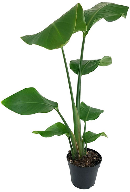 Strelitzia nicolai
