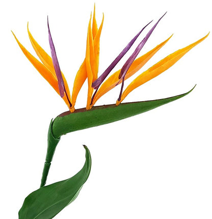 Strelitzia reginae - Paradiesvogelblume