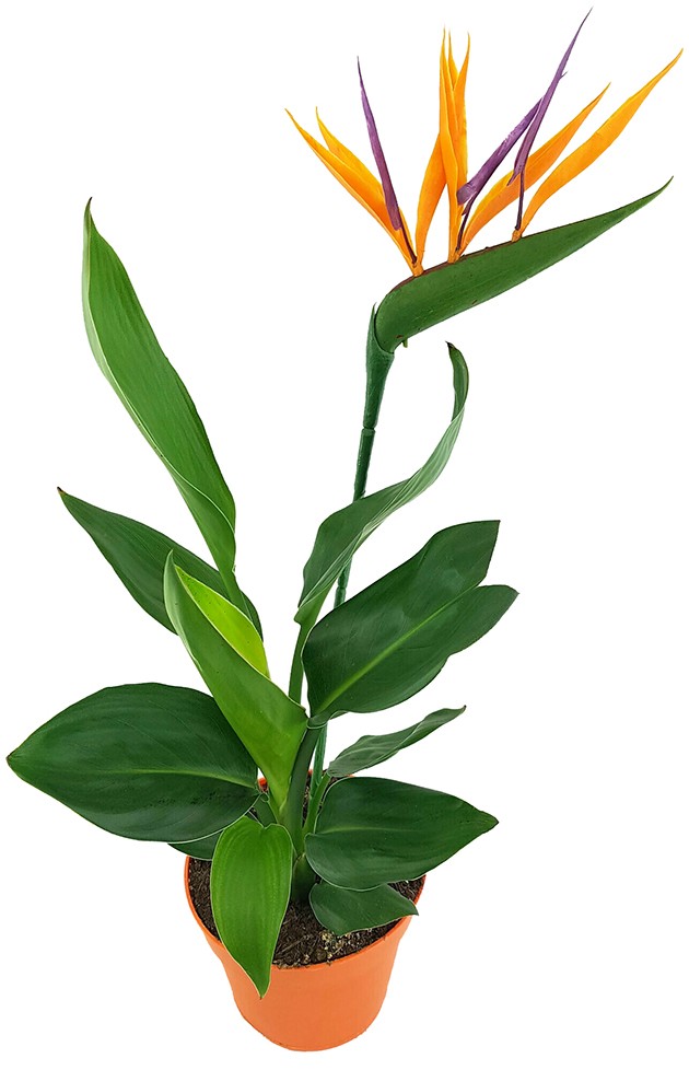 Strelitzia reginae - Paradiesvogelblume