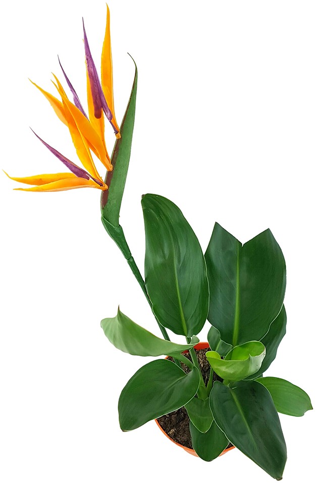 Strelitzia reginae - Paradiesvogelblume