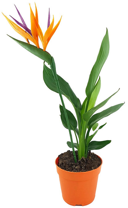 Strelitzia reginae - Paradiesvogelblume