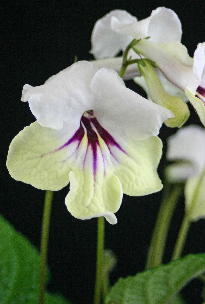 Streptocarpus SALE - 5 Pflanzen ohne Blüten