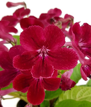 Streptocarpus Blutrot - afrikanisches Veilchen