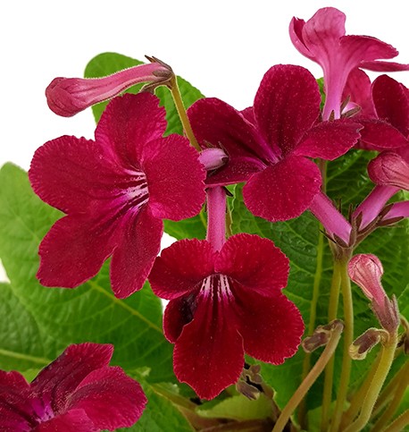 Streptocarpus Blutrot - afrikanisches Veilchen