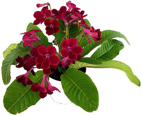 Streptocarpus Blutrot - afrikanisches Veilchen