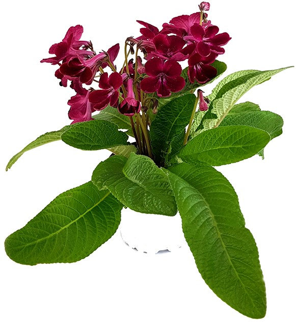 Streptocarpus Blutrot - afrikanisches Veilchen