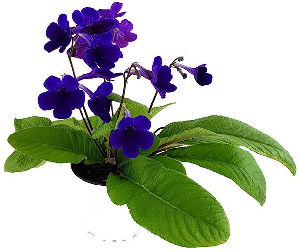 Streptocarpus Intensive Blue - afrikanisches Veilchen