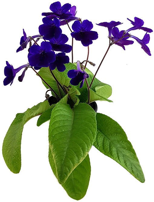 Streptocarpus Intensive Blue - afrikanisches Veilchen