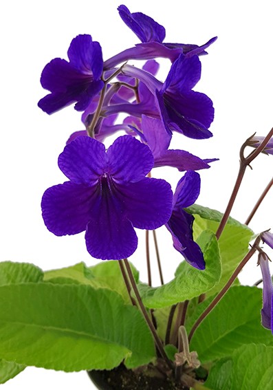 Streptocarpus Intensive Blue - afrikanisches Veilchen