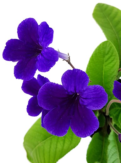 Streptocarpus Intensive Blue - afrikanisches Veilchen