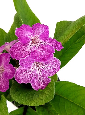 Streptocarpus SALE - 5 Pflanzen ohne Blüten