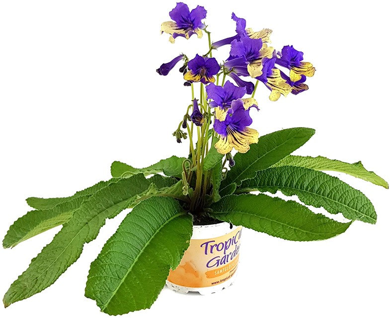 Streptocarpus "Harlequin Blue" - Drehfrucht