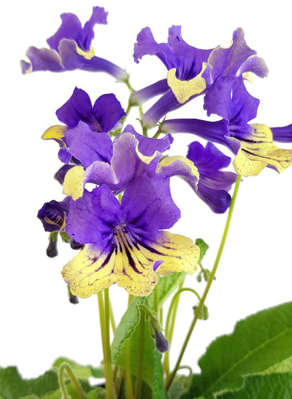 Streptocarpus SALE - 5 Pflanzen ohne Blüten