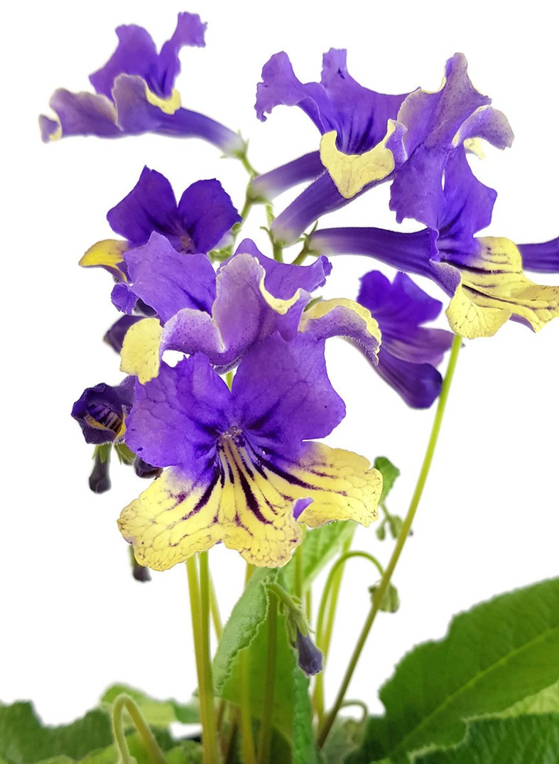 Streptocarpus "Harlequin Blue" - Drehfrucht