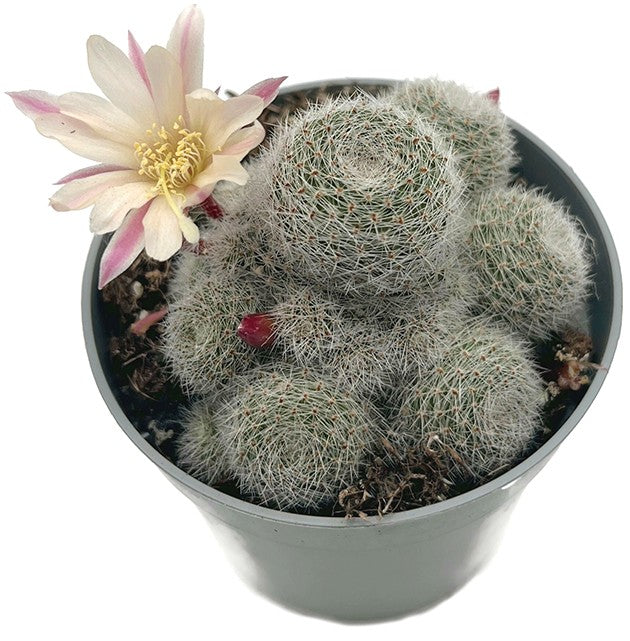 Sulcorebutia "Sunrise" - Kaktus