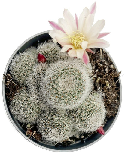 Sulcorebutia &quot;Sunrise&quot; - Kaktus