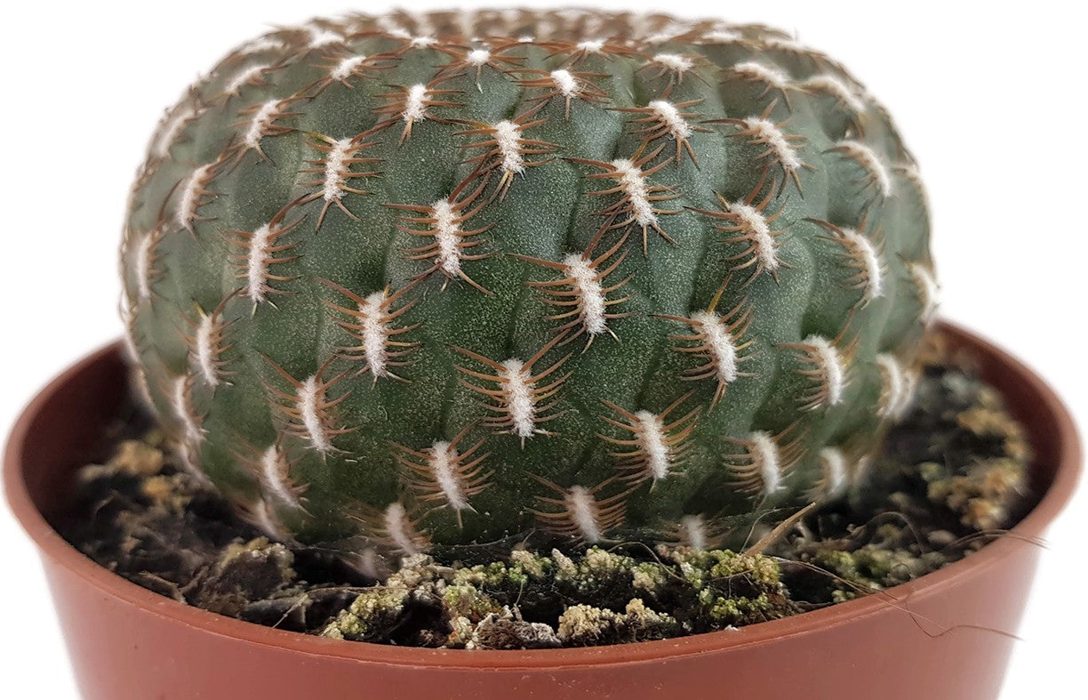 Sulcorebutia arenacea - Sukkulente